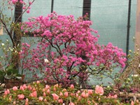 <div class="ru"><p>05.02.2011: Растения не только прекрасны, но и ядовиты. Тем не менее, сообщается, что они обладают потенциалом и для медицины.</p><p class="ubcl">Санкт-Петербургский ботанический сад</p><p><span class="ubcl">род рододендрон Rhododendron</span></p></div><div class="en"><p>Feb 05, 2011: The plants are not only beautiful, but also poisonous. Nevertheless, there is some potential of using them in medicine.</p><p class="ubcl">St. Petersburg Botanical Garden</p><p><span class="ubcl">genus Rhododendron</span></p></div><hr style="clear:both;"><p class="ubcf"><span class="ubcl">род рододендрон  | genus <a href="http://undina-bird.ru/Galleries/tabid/56/SearchID/60/Default.aspx?SearchText=(%20Rhododendron%20)">( Rhododendron )</a> — сем. Вересковые  | Heath family <a href="http://undina-bird.ru/Galleries/tabid/56/SearchID/60/Default.aspx?SearchText=(%20Ericaceae%20)">( Ericaceae )</a> — порядок Вересковые, или Верескоцветные  | order <a href="http://undina-bird.ru/Galleries/tabid/56/SearchID/60/Default.aspx?SearchText=(%20Ericales%20)">( Ericales )</a> — класс Двудольные  | class Dicotyledons <a href="http://undina-bird.ru/Galleries/tabid/56/SearchID/60/Default.aspx?SearchText=(%20Magnoliopsida%20)">( Magnoliopsida )</a> — отдел Покрытосеменные  | phylum Angiosperms <a href="http://undina-bird.ru/Galleries/tabid/56/SearchID/60/Default.aspx?SearchText=(%20Magnoliophyta%20)">( Magnoliophyta )</a> — Растения  | kingdom Plants <a href="http://undina-bird.ru/Galleries/tabid/56/SearchID/60/Default.aspx?SearchText=(%20Plantae%20)">( Plantae )</a></span></p>