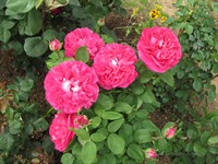 <div class="ru"><p>25.06.2011: Розы в этом году густые и мало болеют (ттт).</p><p><span class="ubcl">род роза Rosa</span></p></div><div class="en"><p>Jun 25, 2011: This year roses are especially dense and healthy.<small>2011-06-garden</small></p><p><span class="ubcl">genus Rose Rosa</span></p></div><hr style="clear:both;"><p class="ubcf"><span class="ubcl">род роза  | genus Rose <a href="http://undina-bird.ru/Galleries/tabid/56/SearchID/60/Default.aspx?SearchText=(%20Rosa%20)">( Rosa )</a> — сем. Розовые  | Rose family <a href="http://undina-bird.ru/Galleries/tabid/56/SearchID/60/Default.aspx?SearchText=(%20Rosaceae%20)">( Rosaceae )</a> — порядок Розоцветные  | order <a href="http://undina-bird.ru/Galleries/tabid/56/SearchID/60/Default.aspx?SearchText=(%20Rosales%20)">( Rosales )</a> — класс Двудольные  | class Dicotyledons <a href="http://undina-bird.ru/Galleries/tabid/56/SearchID/60/Default.aspx?SearchText=(%20Magnoliopsida%20)">( Magnoliopsida )</a> — отдел Покрытосеменные  | phylum Angiosperms <a href="http://undina-bird.ru/Galleries/tabid/56/SearchID/60/Default.aspx?SearchText=(%20Magnoliophyta%20)">( Magnoliophyta )</a> — Растения  | kingdom Plants <a href="http://undina-bird.ru/Galleries/tabid/56/SearchID/60/Default.aspx?SearchText=(%20Plantae%20)">( Plantae )</a></span></p>