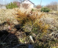 <div class="ru"><p>Дата фото: 14.04.2018</p><p>Толпа хвойников, которых я в прошлом году натаскала на горку, тоже выглядит живой. </p><p>Что сказать, пока это выглядит как не самая плохая весна.</p><p><span class="ubcl">можжевельник горизонтальный <em>Juniperus horizontalis</em> «Lime Glow»</span></p></div><div class="en"><p>Photo taken on Apr 14, 2018</p><p><span class="ubcl">creeping cedar, creeping juniper <em>Juniperus horizontalis</em> “Lime Glow”</span></p></div><hr style="clear:both;"><p class="ubcf"><span class="ubcl">«Lime Glow»  можжевельник горизонтальный <a href="http://undina-bird.ru/Galleries/tabid/56/SearchID/60/Default.aspx?SearchText=(%20Juniperus%20horizontalis%20)">( Juniperus horizontalis )</a> creeping cedar, creeping juniper “Lime Glow” — род арча, можжевельник <a href="http://undina-bird.ru/Galleries/tabid/56/SearchID/60/Default.aspx?SearchText=(%20Juniperus%20)">( Juniperus )</a> genus junipers — сем. Кипарисовые  <a href="http://undina-bird.ru/Galleries/tabid/56/SearchID/60/Default.aspx?SearchText=(%20Cupressaceae%20)">( Cupressaceae )</a> Cypress family — порядок Сосновые  <a href="http://undina-bird.ru/Galleries/tabid/56/SearchID/60/Default.aspx?SearchText=(%20Pinales%20)">( Pinales )</a> order Conifers — класс Хвойные  <a href="http://undina-bird.ru/Galleries/tabid/56/SearchID/60/Default.aspx?SearchText=(%20Pinopsida%20)">( Pinopsida )</a> class Conifers — отдел Голосеменные  <a href="http://undina-bird.ru/Galleries/tabid/56/SearchID/60/Default.aspx?SearchText=(%20Pinophyta%20)">( Pinophyta )</a> phylum Gymnosperms — Растения  <a href="http://undina-bird.ru/Galleries/tabid/56/SearchID/60/Default.aspx?SearchText=(%20Plantae%20)">( Plantae )</a> kingdom Plants</span></p><div id="disqus_thread"></div><script type="text/javascript">var disqus_shortname = 'undina-bird'; var disqus_identifier = '4581'; var disqus_url = 'http://undina-bird.ru/Galleries/tabid/56/galleryType/SlideShow/ItemID/4581/Default.aspx';  (function() {var dsq = document.createElement('script'); dsq.type = 'text/javascript'; dsq.async = true; dsq.src = 'http://' + disqus_shortname + '.disqus.com/embed.js'; (document.getElementsByTagName('head')[0] || document.getElementsByTagName('body')[0]).appendChild(dsq); })(); </script><noscript>Please enable JavaScript to view the <a href="http://disqus.com/?ref_noscript">comments powered by Disqus.</a></noscript><a href="http://disqus.com" class="dsq-brlink">blog comments powered by <span class="logo-disqus">Disqus</span></a>
