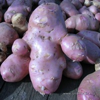 <div class="ru"><p>23.08.2008</p><p>Фото Андрея Катровского</p><p><span class="ubcl">картофель Solanum tuberosum</span></p></div><div class="en"><p>Aug 23, 2008</p><p>Photo by Andrei Katrovskiy</p><p><span class="ubcl">species Irish potato Solanum tuberosum</span></p></div><hr style="clear:both;"><p class="ubcf"><span class="ubcl">картофель  | species Irish potato <a href="http://undina-bird.ru/Galleries/tabid/56/SearchID/60/Default.aspx?SearchText=(%20Solanum%20tuberosum%20)">( Solanum tuberosum )</a> — род паслён  | genus Nightshades, horsenettles and relatives <a href="http://undina-bird.ru/Galleries/tabid/56/SearchID/60/Default.aspx?SearchText=(%20Solanum%20)">( Solanum )</a> — сем. Паслёновые  | Potato family <a href="http://undina-bird.ru/Galleries/tabid/56/SearchID/60/Default.aspx?SearchText=(%20Solanaceae%20)">( Solanaceae )</a> — порядок Паслёновые  | order <a href="http://undina-bird.ru/Galleries/tabid/56/SearchID/60/Default.aspx?SearchText=(%20Solanales%20)">( Solanales )</a> — класс Двудольные  | class Dicotyledons <a href="http://undina-bird.ru/Galleries/tabid/56/SearchID/60/Default.aspx?SearchText=(%20Magnoliopsida%20)">( Magnoliopsida )</a> — отдел Покрытосеменные  | phylum Angiosperms <a href="http://undina-bird.ru/Galleries/tabid/56/SearchID/60/Default.aspx?SearchText=(%20Magnoliophyta%20)">( Magnoliophyta )</a> — Растения  | kingdom Plants <a href="http://undina-bird.ru/Galleries/tabid/56/SearchID/60/Default.aspx?SearchText=(%20Plantae%20)">( Plantae )</a></span></p>