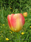 Тюльпаны <br />Tulips<br />