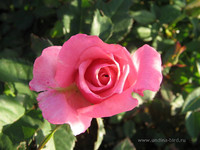 Роза <br />Rose<br />