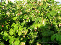 Малина <br />Raspberries<br />