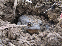 Обыкновенная (серая) жаба <br />Common Toad, Or European Toad<br />