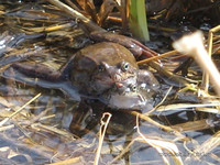 Серые жабы — брачный сезон<br />European Toads — Mating Season<br />