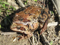 Двойная травяная лягушка <br />Double Frog (Amplexus)