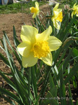 Нарциссы<br />Daffodils<br />