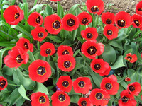 Тюльпаны<br />Tulips<br />