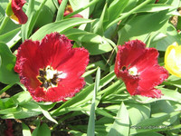 Тюльпаны<br />Tulip<br />