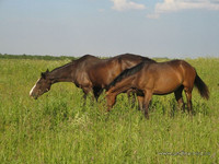 Летом в полях часто пасутся лошади <br />Summertime: Horses Pasturing In Nearby Fields