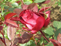 Роза<br />Rose<br />
