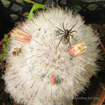 Мамиллярия и паук<br />Mammillaria And A Spider<br />