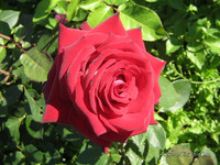 Роза<br />Rose<br />