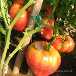 Наши помидоры в сравнении с пятаком<br />Tomato Compared To 5-rouble Coin<br />