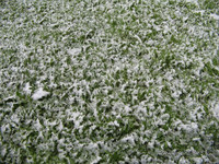 Снег в середине мая <br />Snow In The Middle Of May