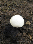 Дождевик <br />Puffball Mushroom