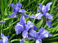 Сибирские ирисы <br />Siberian Iris