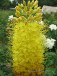 Эремурус <br />Foxtail Lily