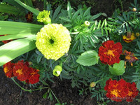 Бархатцы обрамляют гладиолусную грядку <br />Marigolds Around Gladioli's Flowerbed
