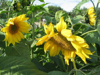 Подсолнечник <br />Sunflowers