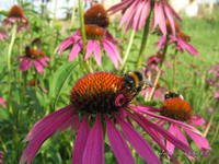 Эхинацея и шмель <br />Purple Coneflower And A Bumblebee