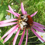 Эхинацея и 2 шмеля <br />Purple Coneflower And 2 Bumblebees