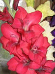 «Урожай» гладиолусов <br />A “Harvest” Of Gladioli