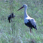 Аист и... грач? <br />A Stork And… A Rook?