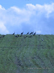 Аисты <br />A Flock Of Storks