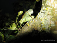 Кузнечик — прожорливое брюшко <br />Voracious Grasshopper