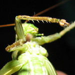 Где у кузнечика уши <br />Grasshopper's Ears