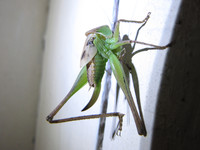Кузнечка чешет пятку <br />A Bush-cricket Scratches Its Hind Leg