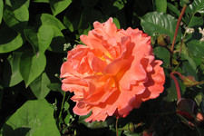 Роза <br />Rose