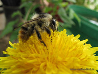 Шмель на одуванчике <br />A Bumblebee On A Dandelion