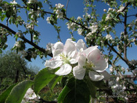 Яблони в цвету <br />Blooming Apple-trees