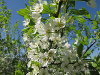 Слива цветёт <br />Blooming Plum-tree