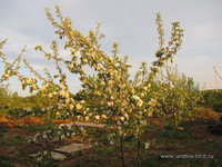 Яблоня в цвету <br />Blooming Apple-tree
