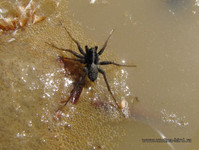 Водобегающий паук <br />Water-runner Spider