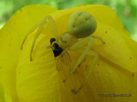 Цветочный паук-краб мизумена <br />Misumena Crab Spider