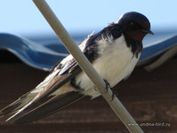 Деревенская ласточка <br />A Barn Swallow