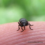 Долгоносик <br />A Weevil