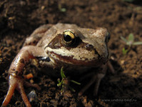 Травяная лягушка <br />European Frog