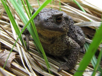 Серая жаба <br />European Toad