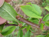 Гусеница на яблоне <br />A Caterpillar On An Apple-tree