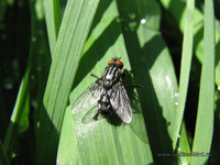 Мясная муха <br />Grey Flesh-fly