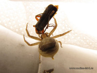 Паук ест жука-пожарника <br />A Spider Eating A Beetle