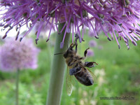 Пчела на декоративном чесноке <br />A Bee On A Garlic