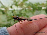 Наездник (эфиальт?) <br />Ichneumon Wasp