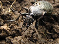 Жужелица <br />A Ground Beetle