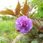 Герань садовая «Берчиз Дабл» <br />Geranium “Birch`s Double”